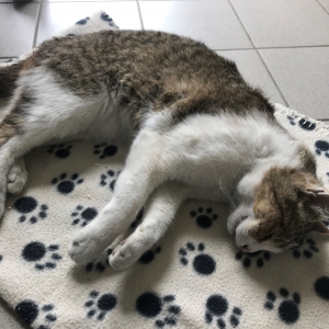 Fundkatze vom 3.4.2024 Fundkatze vom 3.4.2024
